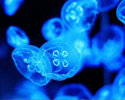 贵州铜仁发现“桃花水母”,这是什么生物?为何比大熊猫还珍贵?