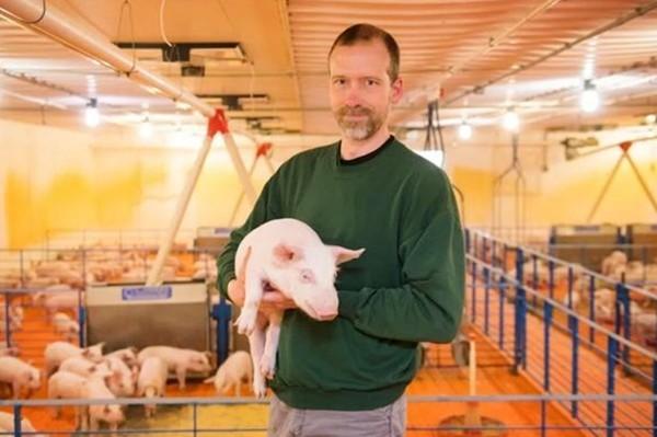 猪的命才是命!美国加州新法案维护“猪权”:必须让猪住得更宽敞