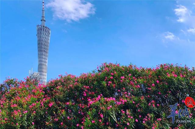 《财富》世界500强榜单公布,大湾区上榜企业近九成排名提升