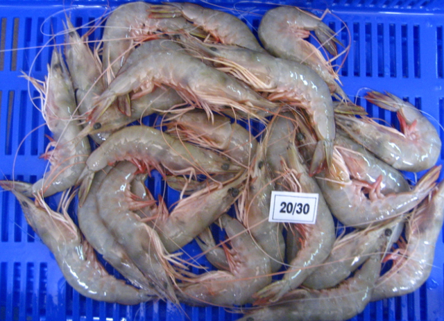 中国有意进行报复?印度海产品被拒收,印媒:已步澳大利亚的后尘