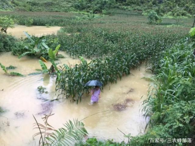 洪灾后粮价会上涨吗?河南省农业农村厅2个方面回应,农民安心了