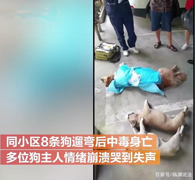 贵州黔西南:8条狗同一天内遛弯后中毒身亡,狗主崩溃痛哭
