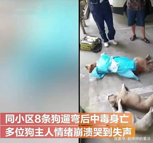 吃了有毒的食物,贵州一小区8条狗被毒死,听听律师怎么说