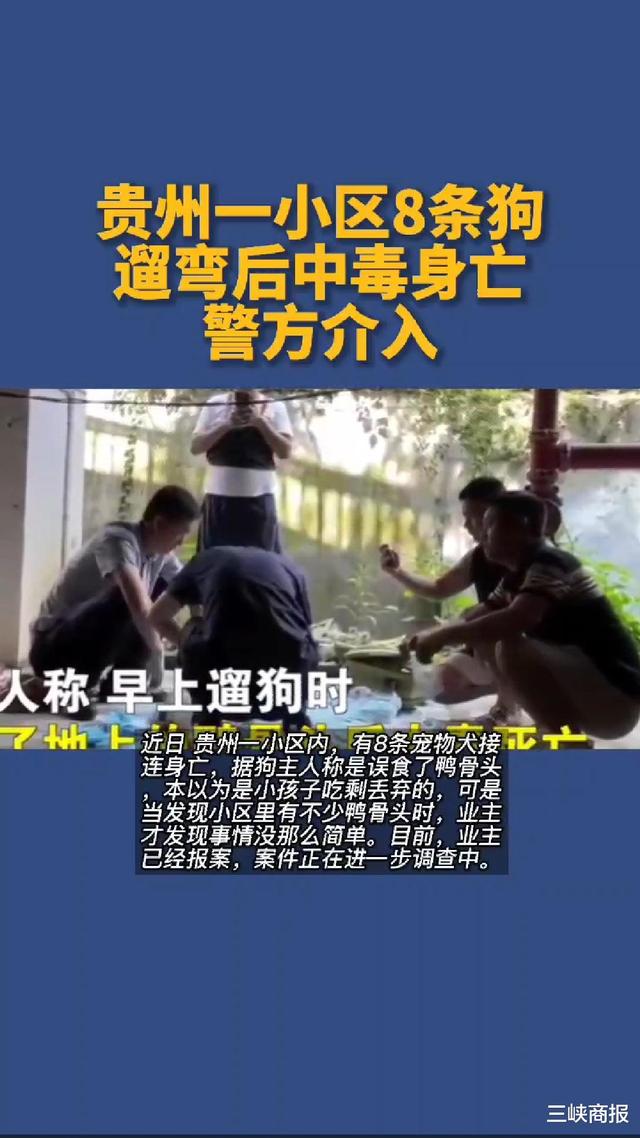 贵州一小区8条狗遛弯后中毒身亡,警方介入
