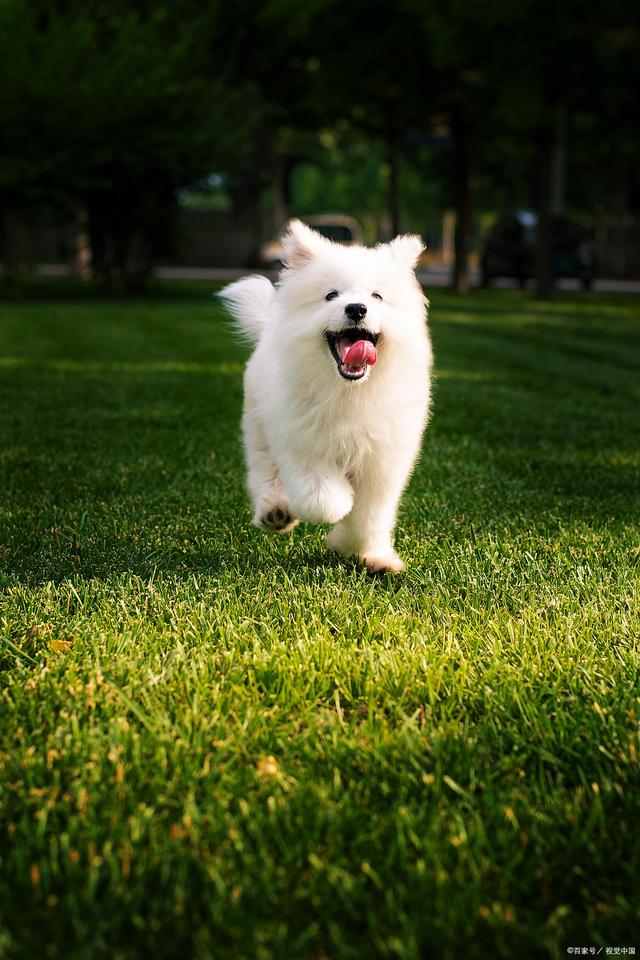 贵州一小区8条狗遛弯后中毒身亡,多位狗主人情绪崩溃哭到失声,警方...