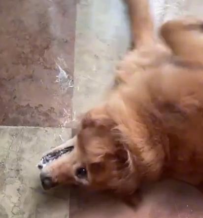 狗在小区遛弯,回家后口吐白沫一命呜呼,狗主人:八只狗被毒死