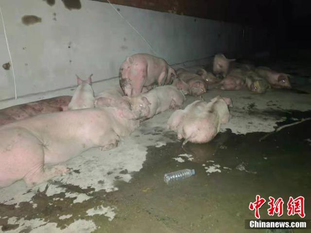 持续性强降雨突袭河南等地,会导致猪肉、蔬菜、粮食涨价吗?
