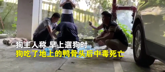 贵州一小区内8只狗遛弯后死亡!疑似吃遭投毒的鸭骨头后中毒死亡,多...