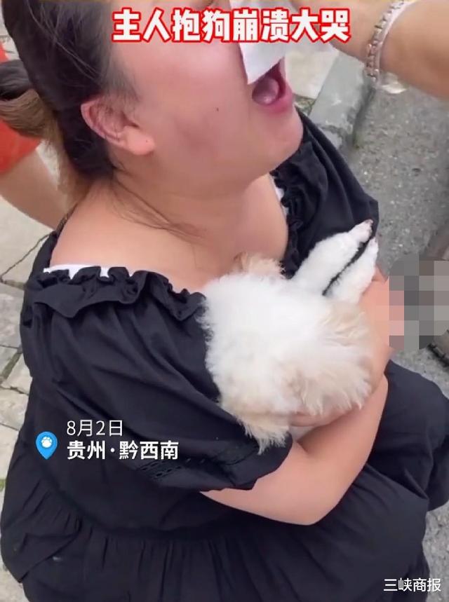 贵州黔西南,一小区8条狗疑似被投毒身亡,目前警方已介入调查