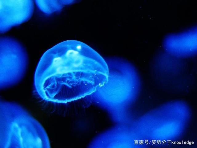 水中大熊猫,5.5亿年前就已出现,桃花水母为何会出现在农户家?