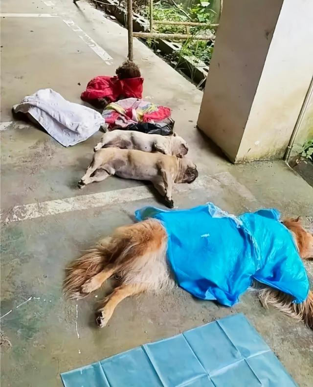 贵州一小区8条狗中毒身亡,狗主人崩溃痛哭