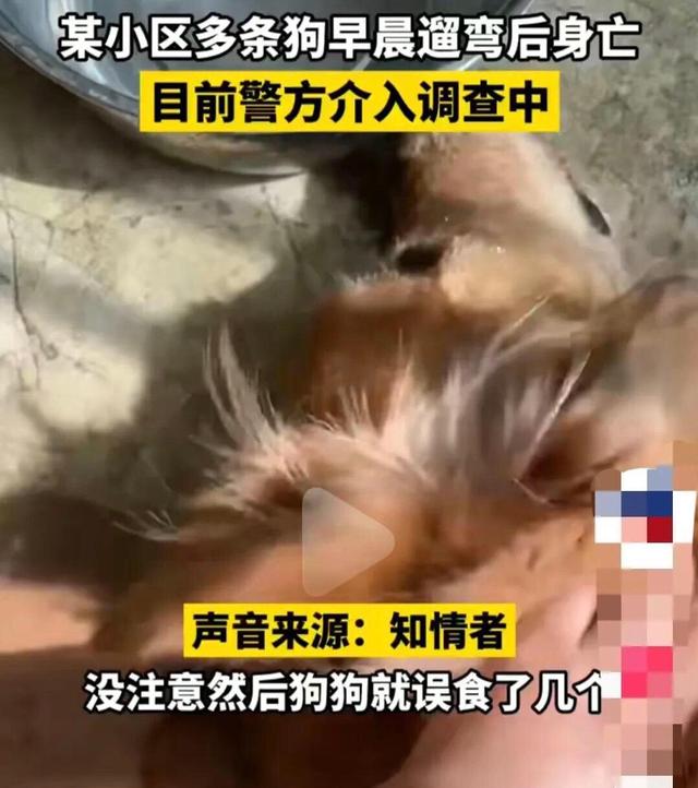 贵州一小区8条狗遛弯后中毒身亡,多位狗主人情绪崩溃哭到失声!