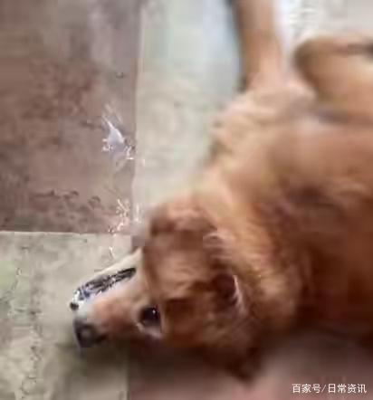 贵州:狗在小区遛弯,吃鸭骨头口吐白沫一命呜呼,目前第八只中毒