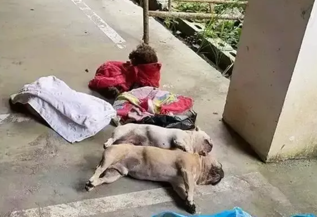 揪心!贵州一小区8条宠物狗中毒身亡,狗主人崩溃大哭,现场曝光