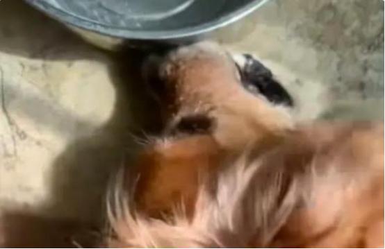 8条宠物犬遛弯后中毒身亡 投毒事件谁的“锅”