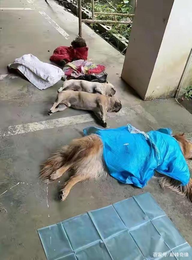 贵州一小区8条名贵宠物狗被毒死,狗主人抱着尸体崩溃痛哭