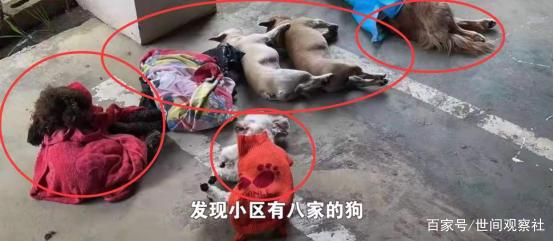 揪心!贵州一小区8只狗被投毒致死,狗主人悲痛大哭,现场曝光