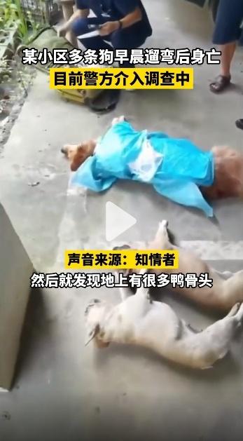 贵州一小区多条狗中毒身亡 警方已介入